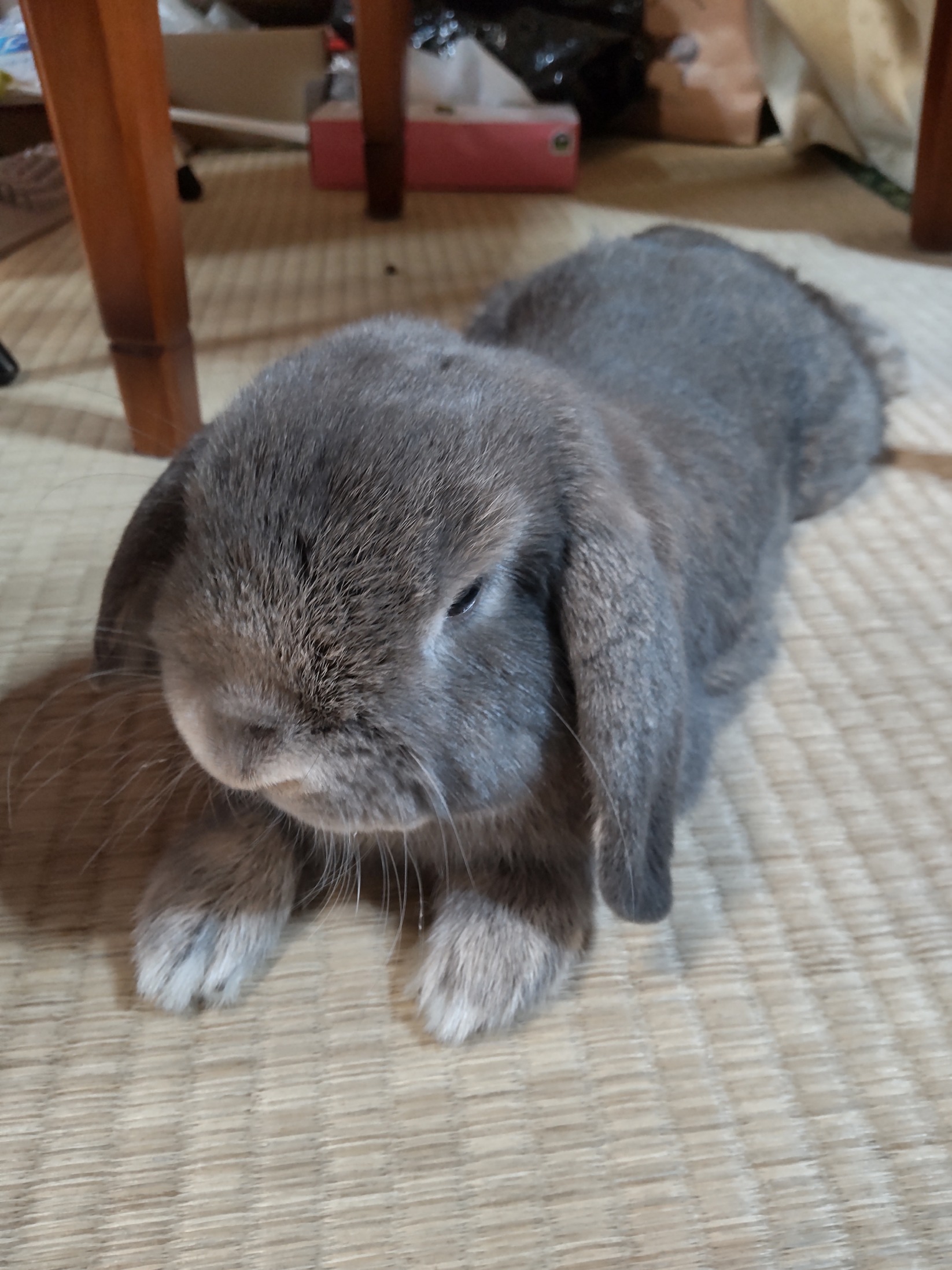 うさぎの写真　テスト用